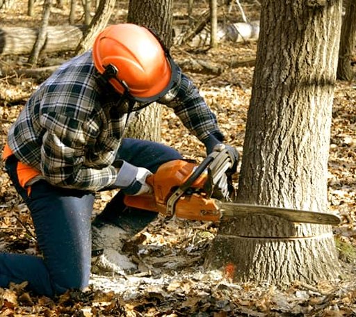 Tree Removal in Cleveland, MN